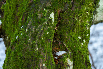 Tree covered with green moss. A small layer of snow on the ground.