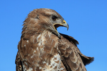A portrait of a Common Buzzard against a blue sky calling out loud
