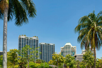 Green leaves of trees at the front of high rise condominiums at the back in Miami, Florida. Views of residential buildings with modern exterior against the clear blue skies.