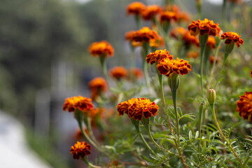 Marigold genda flower close up photo