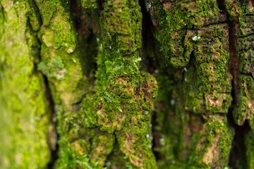 Green moss in the forest. Macro photography.