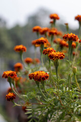 Marigold genda flower close up photo