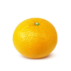 甘夏 みかん イラスト リアル