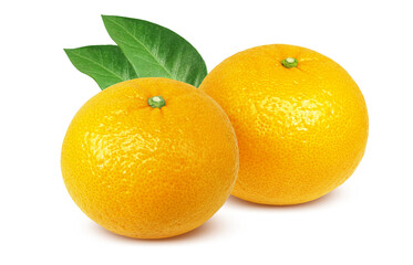 甘夏 みかん イラスト リアル