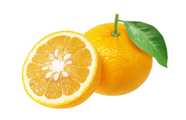 甘夏 みかん イラスト リアル