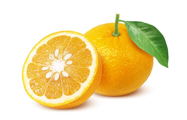 甘夏 みかん イラスト リアル