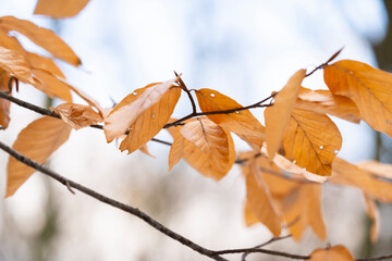 Close up of yellow leaves in autumn forest.