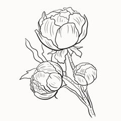 Hand drawn wild flowers vector