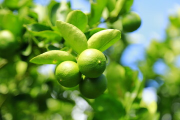 lemon fruit on a large tree

