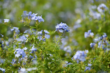 Beautiful flowers of Plumbago or Cape plumbago, flowering plant in the family Plumbaginaceae