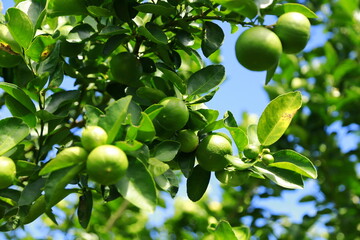 lemon fruit on a large tree
