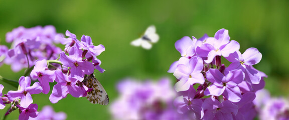 Butterfly flies over wild purple flowers in grass in rays of sunlight.