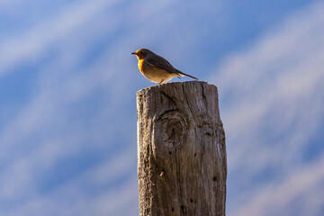 European Robin, more commonly known simply as a Robin, or Robin Redbreast.