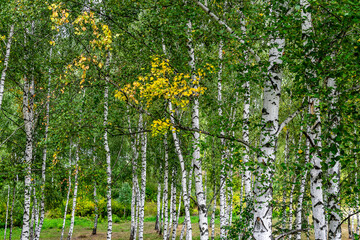 
White birches in a small forest. Beginning of autumn.
