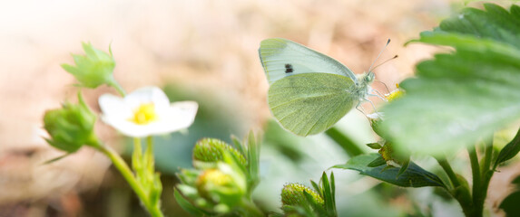 Butterfly flies over strawberry plant in grass in rays of sunlight.