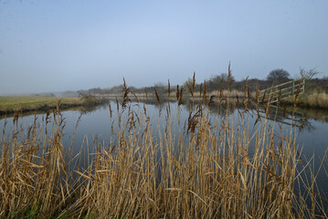 reeds on the lake
