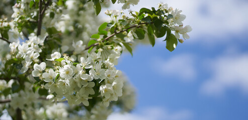 Banner blooming apple tree on a background of blue sky with clouds. Close-up of white flowers on a tree. Petals, pistils, stamens, buds and leaves. With space to copy. High quality photo