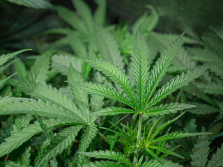 Indoor medical marijuana. Growing organic cannabis plants herb on the farm