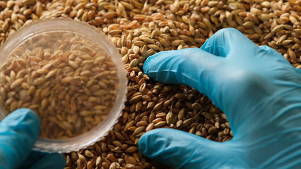 Collection of grain samples for further analysis