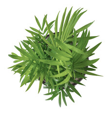 top down view of green potted parlour palm plant, transparent background PNG