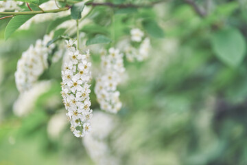 A flowering bush of white Bird cherry. Bright spring flowers. Trees in flowers. Close-up image of spring blooming, white flowers. High quality photo