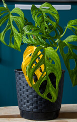 Monstera adansonii plant close-up, ever green houseplant