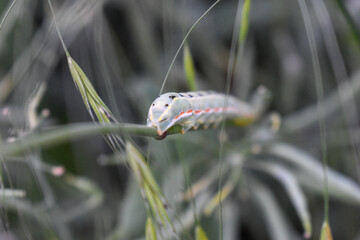 macro of butterfly larva climbing on twig