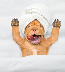 Funny Mastiff puppy with towel on it head relaxing on the bed at beauty salon. Top down view