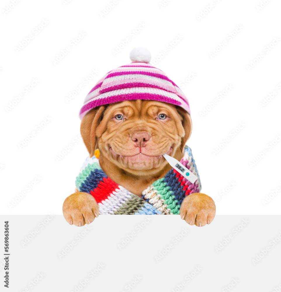 Poster smiling puppy wearing warm scarf and hat holds thermometer in it mouth and looks above empty white b