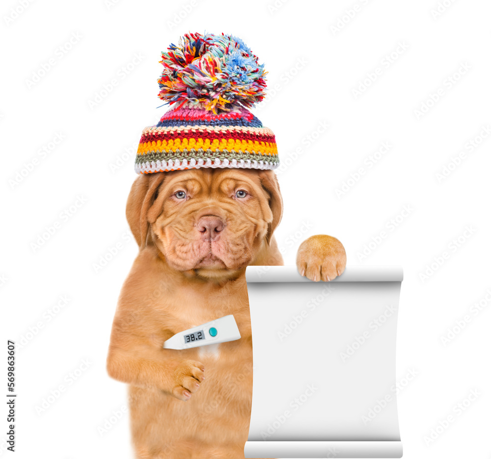 Poster sad sick puppy wearing warm hat holds thermometer and shows empty list. isolated on white background