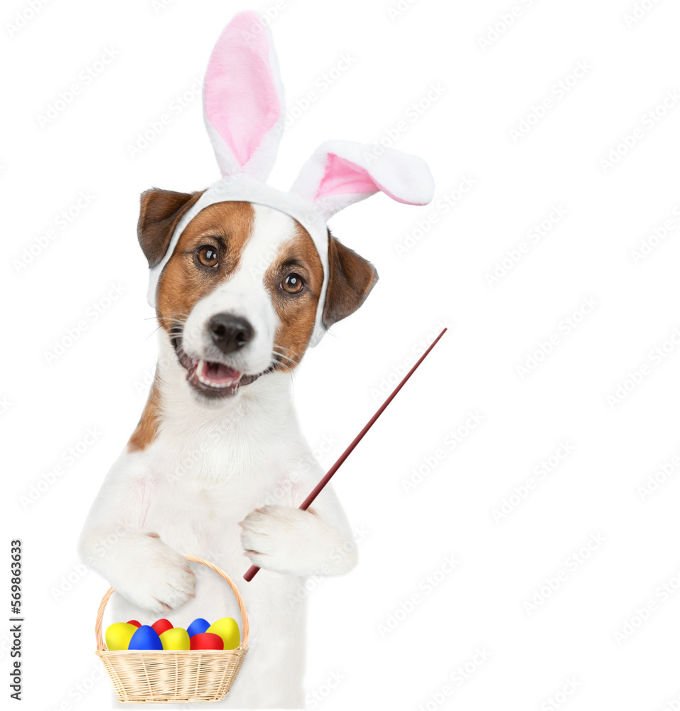 Poster jack russell terrier puppy wearing easter rabbits ears holds basket of painted eggs in it paw and po