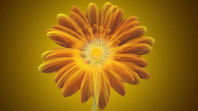 yellow gerbera flower blooming, opening to full on yellow background.