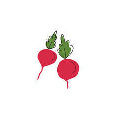 Two fresh red flat radish drawings with black line and leaves isolated on white background. Vector hand drawn doodle simple chaldish illustration. Menu, alphabet, children, ingredient, salad, farm.