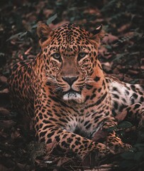portrait of a leopard