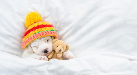 Obraz premium Cozy Bichon Frise puppy wearing warm hat sleeps under white blanket on a bed at home and hugs favorite toy bear. Top down view. Empty space for text