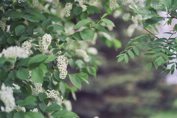 A flowering bush of white Bird cherry. Bright spring flowers. Trees in flowers. Close-up image of spring blooming, white flowers. High quality photo