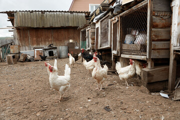 Village chicken coop. Backyard Chickens.