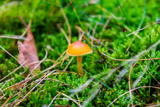 Closeup of Deadly Webcap mushroom