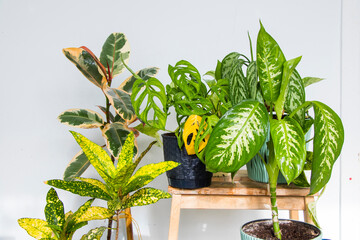 Monstera adansonii , ficus and other tropical plants