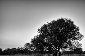 Albero