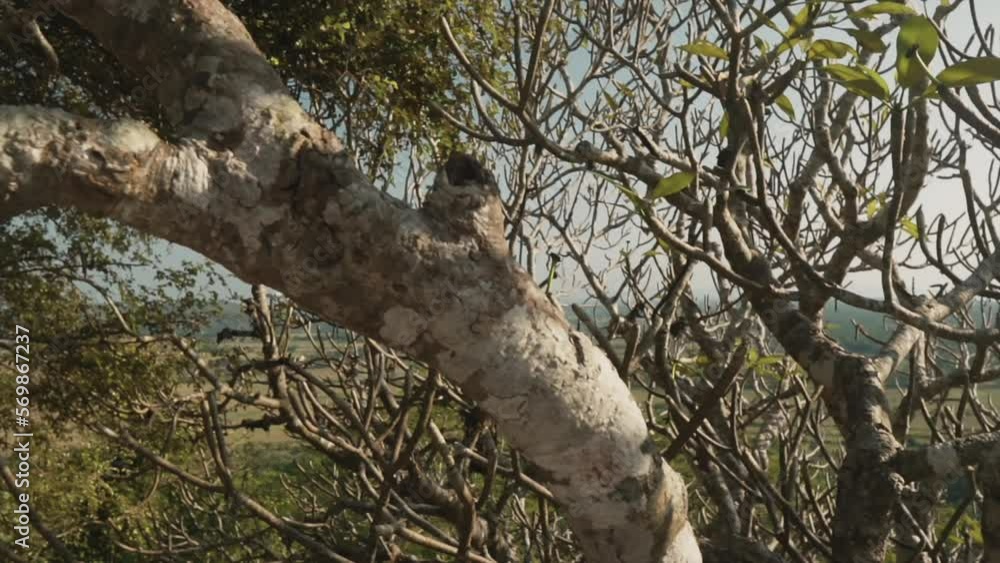 Poster up-close of a tree with many branches in a forest