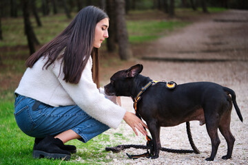Young caucasian woman putting on dog harness at a pine forest. American staffordshire and french...