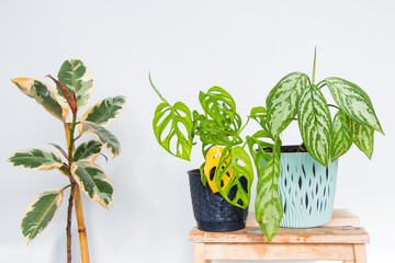 Monstera adansonii and Ficus Elastica