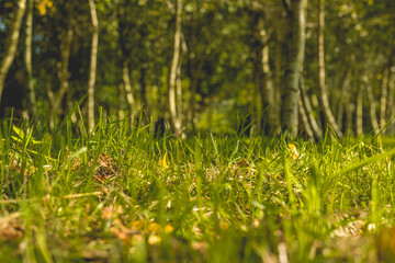 Woodland grass in the morning