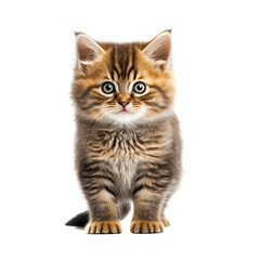 Funny brown kitten with beautiful big eyes posing on a white background. Lovely fluffy cat. Free space for text. Generative AI