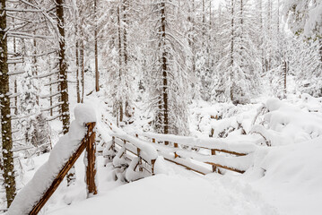Snowy landscape in a mountain forest