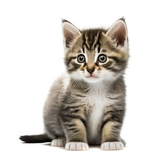 Fototapeta premium Funny gray kitten with beautiful big eyes posing on a white background. Lovely fluffy cat. Free space for text. Generative AI