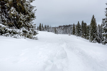 Obraz premium Snowy landscape in a mountain forest