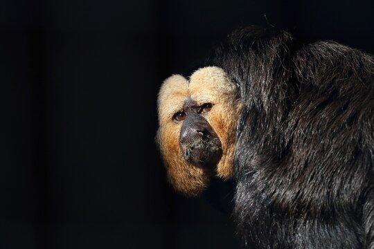 シロガオサキのポートレート