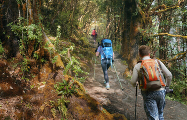 Group of tourists with backpacks climbs mountain path in scenic forest during hike in Lantang National Park, Nepal.